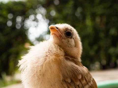 OLYMPUS DIGITAL CAMERA Stock Photos