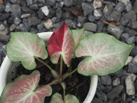 OLYMPUS DIGITAL CAMERA Stock Photos