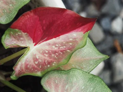 OLYMPUS DIGITAL CAMERA Stock Photos