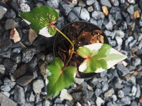 OLYMPUS DIGITAL CAMERA Stock Photos