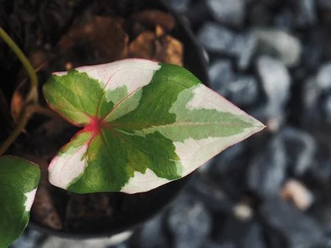 OLYMPUS DIGITAL CAMERA Stock Photos