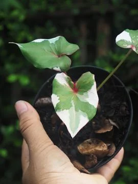 OLYMPUS DIGITAL CAMERA Stock Photos