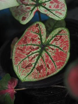 OLYMPUS DIGITAL CAMERA Stock Photos