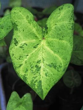 OLYMPUS DIGITAL CAMERA Stock Photos