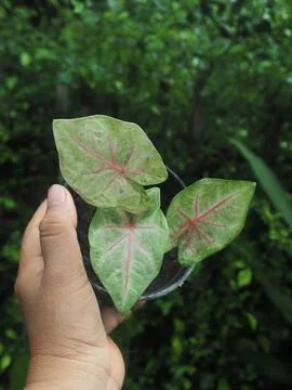 OLYMPUS DIGITAL CAMERA Stock Photos