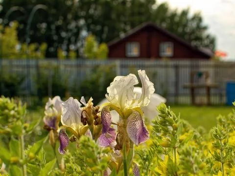 OLYMPUS DIGITAL CAMERA Stock Photos