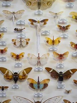 OLYMPUS DIGITAL CAMERA Stock Photos