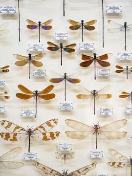 OLYMPUS DIGITAL CAMERA Stock Photos