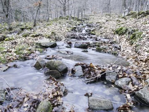 OLYMPUS DIGITAL CAMERA Stream in a forest spring, detail of a forest on a mou Stock Photos