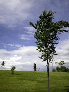 OLYMPUS DIGITAL CAMERA Trees in forest, nature and natural landscape Stock Photos