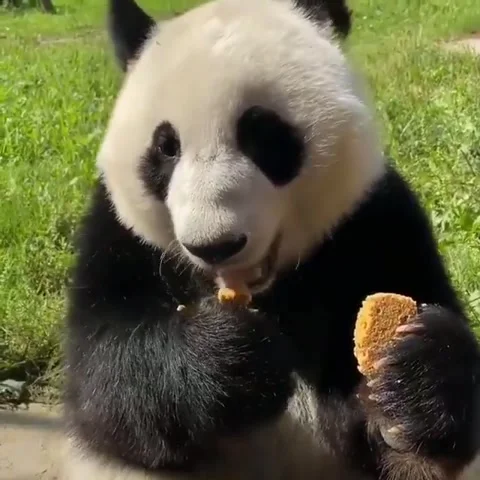 Om-nom-nom Video stock 241688681