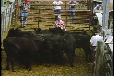 Omaha, Nebraska stockyards, cattle handler