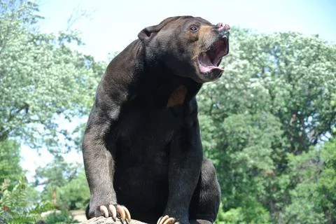 Omaha, Nebraska USA - June 14 2014 - Sun Bear enjoying fruit at Henry Doorly Stock Photos