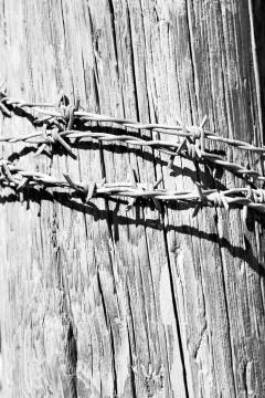 In oman barbwire in the background Stock Photos