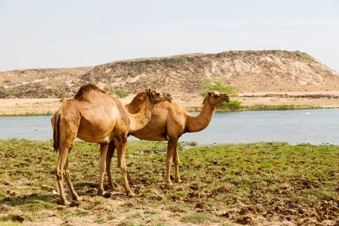 In oman camel  empty quarter of desert a free dromedary near the  sea Stock Photos