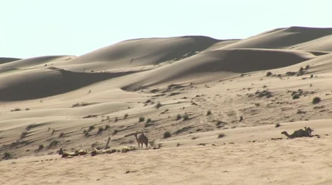 Oman - Camels on desert Stock Footage 1783348