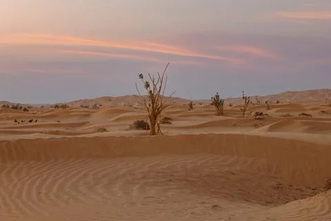 Oman Desert Dunes at Sunset with Sparse Vegetation Stock Photos