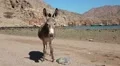 Oman, Musandam, Gulf of Oman, ancient Village of Haffa. Donkey on the beach HD Footage