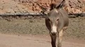 Oman, Musandam, Gulf of Oman, ancient Village of Haffa. Donkey on the beach HD Footage