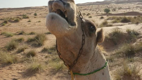 Oman - Stock V3-0133 Video stock 333321775