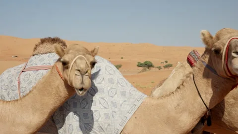 Oman - Stock V3-0146 Stock Footage 333322192