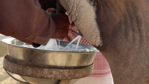 Oman - Stock V3-0253 Stock Footage 333328141