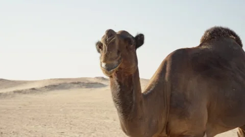 Oman - Stock V3-0256 库存影片 333328207