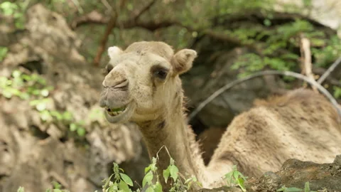 Oman - Stock V3-0273 Stock Footage 333329014