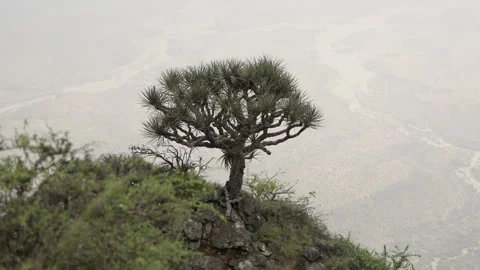 Oman - Stock V3-0279 Видео 333329338