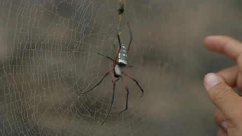 Oman - Stock V3-0290 Vidéo 333330558