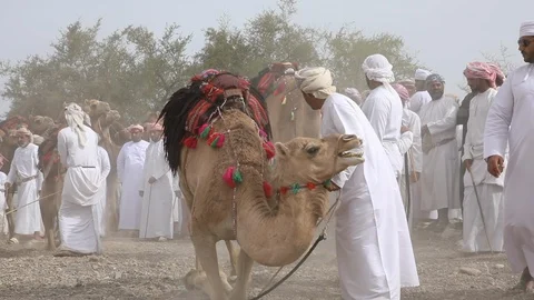 Omani men preparing for a camel race Stock Footage 88922080