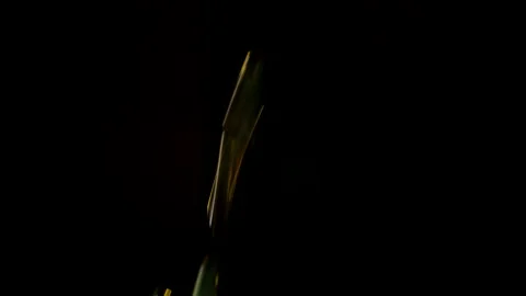 Omega 3 capsules falling on a black background. Slow motion Video stock 144467483