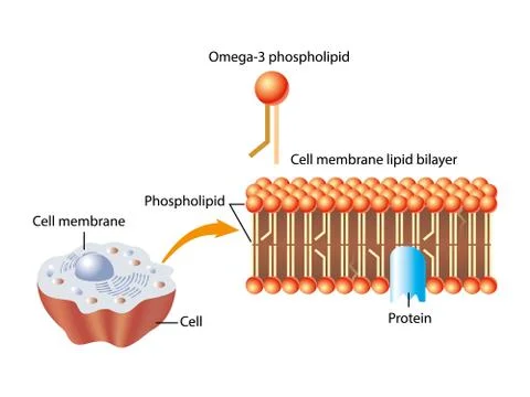 Omega-3 phospholipid Stock Illustration