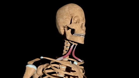 Omhoid Muscles on Skeleton 動画素材 128839990