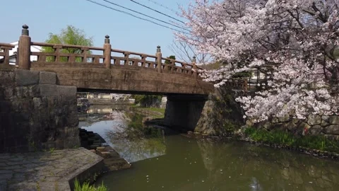 Omihachiman Bridge over moat with Sakura Tree in Spring Vídeo Stock 132018909