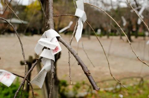 Omikuji on a tree Stock Photos