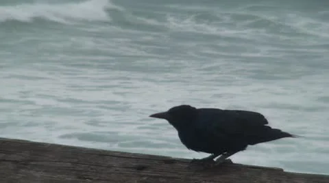 Ominous Black Bird Stock Footage 8839723