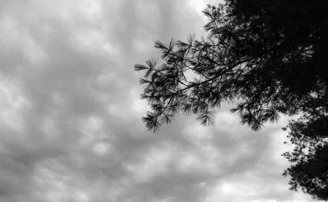 Ominous Clouds Framed by Tree Stock-Fotos