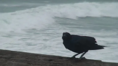 Ominous Crow Stock Footage 8839732