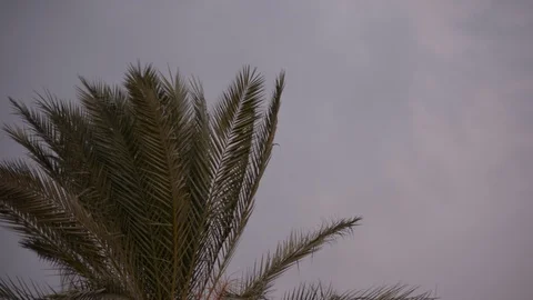 Ominous dark clouds backdrop cocoanut palm trees Video stock 98782508