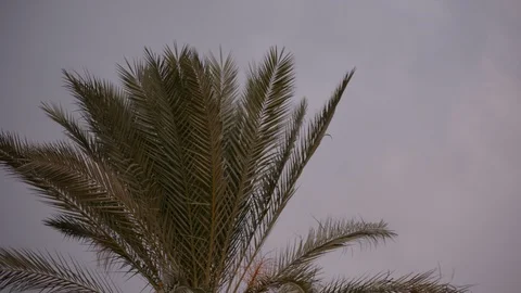 Ominous dark clouds backdrop cocoanut palm trees Video stock 98782535