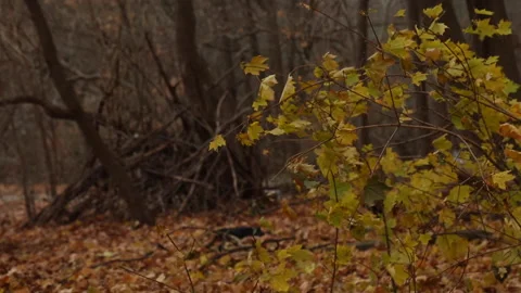 OMINOUS FALL Stock Footage 194571929