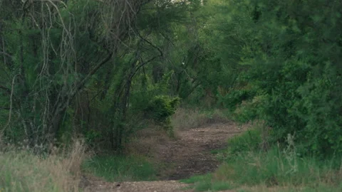 Ominous Forest Path Stock Footage 281888569