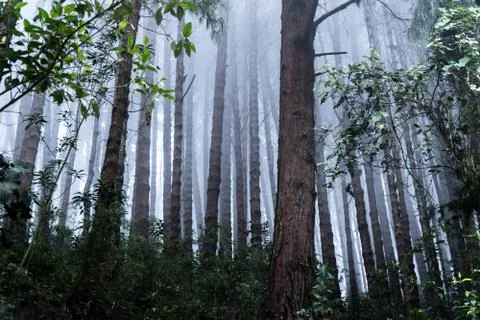 Ominous Forest Stock Photos