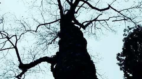 Ominous Tree Stock Footage 12340334