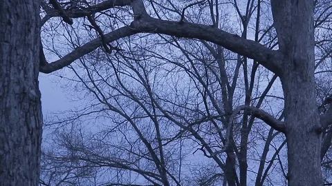 Ominous trees Video stock 100855987