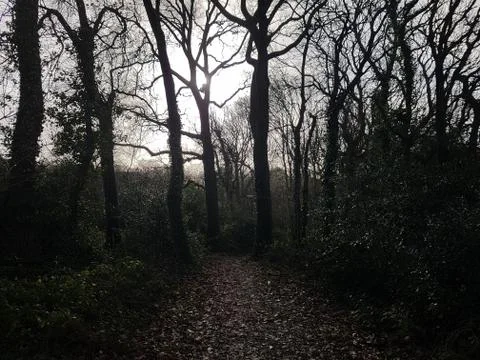 Ominous Woods Stock Photos