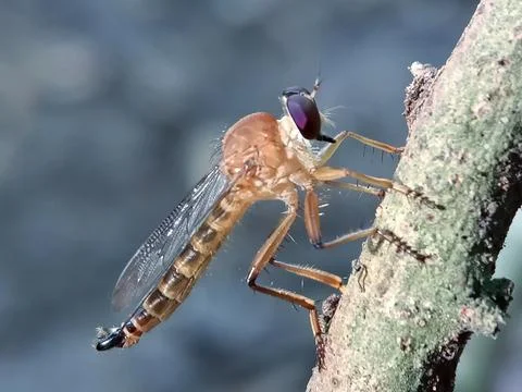 Ommatius Stock Photos