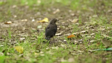 Ommon Blackbird noticing the camera in the field Vídeo Stock 336649281