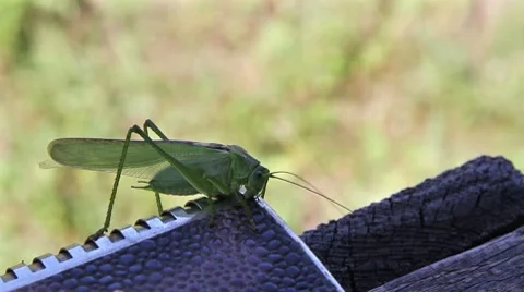 Omnivorous locust Stock Footage 8633708